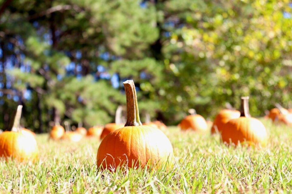 Fall Harvest Train Pumpkin Patch